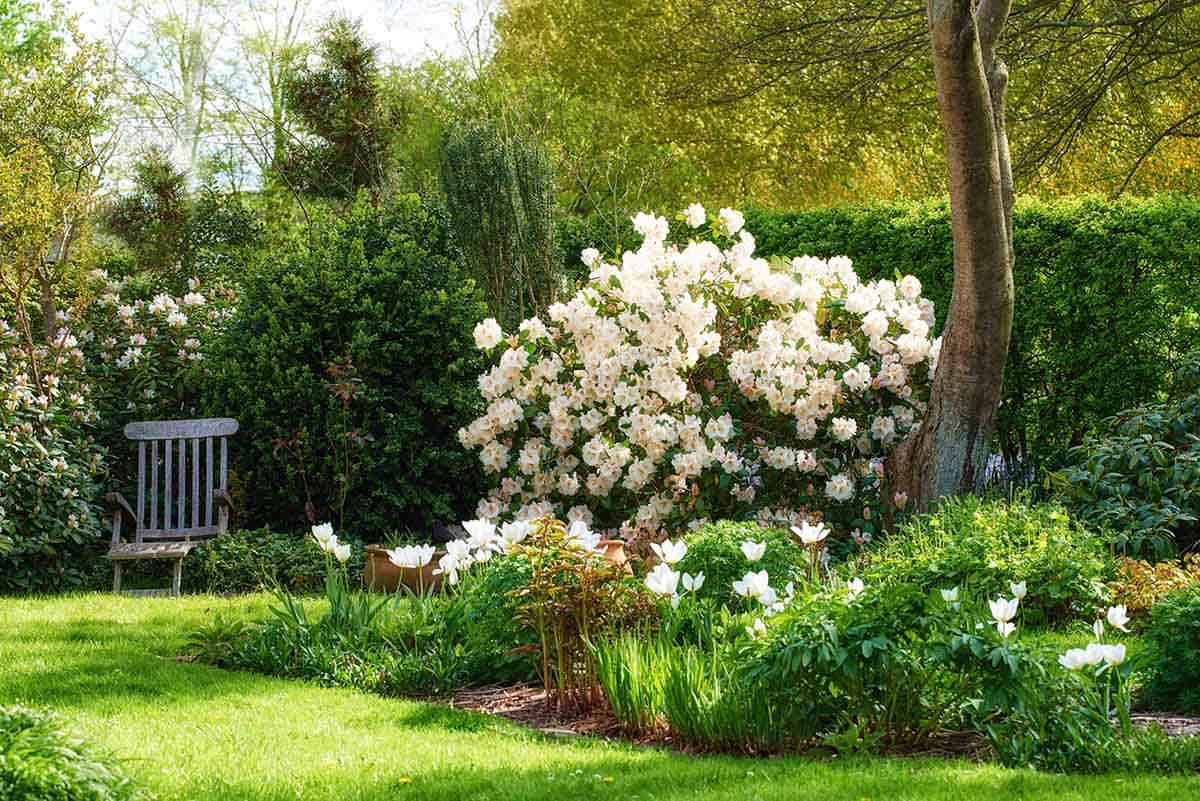 Rhododendron - garden flowers in May Rhododendron is a genus of 1,024 species of woody plants in the heath family, either evergreen or deciduous, and found mainly in Asia, although it is also widespread throughout the Southern Highlands of the Appalachian Mountains of North America.