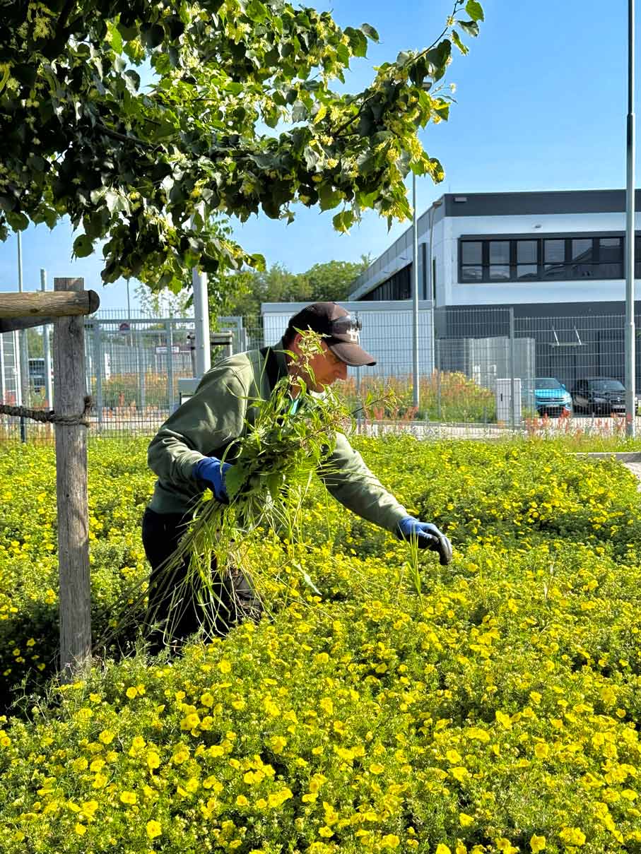 Sehring Galabau Außenanlagenpflege